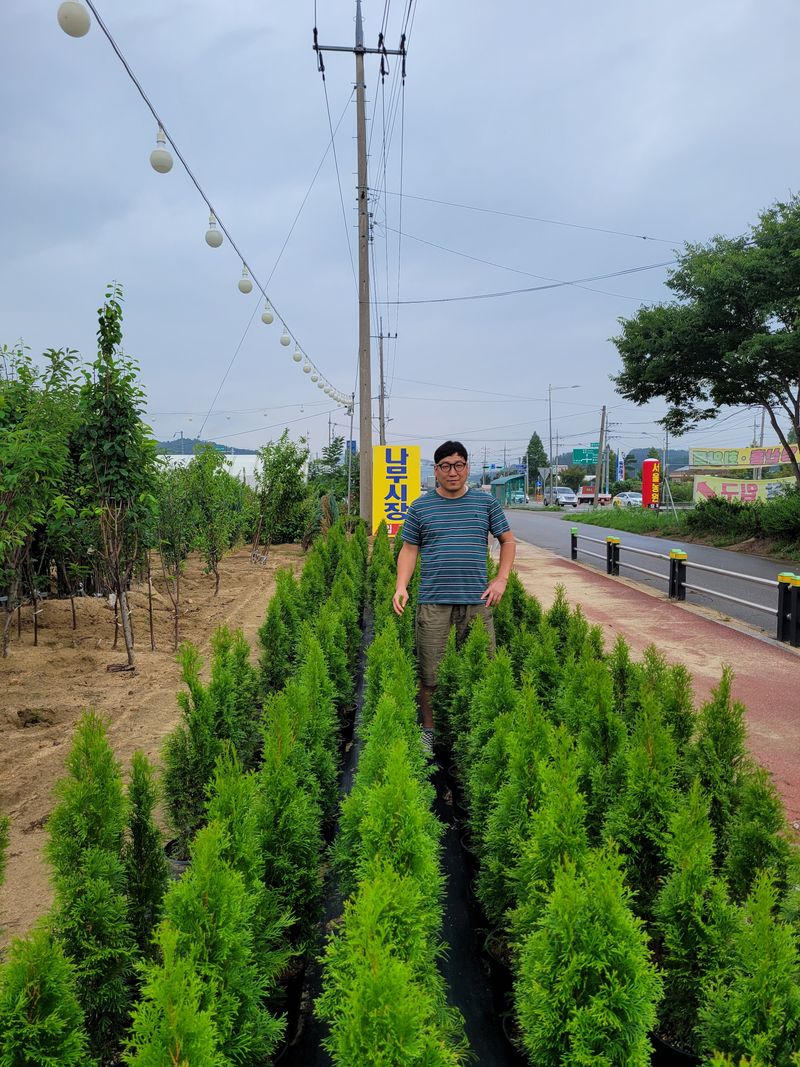 나무 천재님의 장터 판매 상품 [조경수,칩엽수, 과실주, 수국 모든 것을 다 구매 할수 있습니다.] 첨부 사진