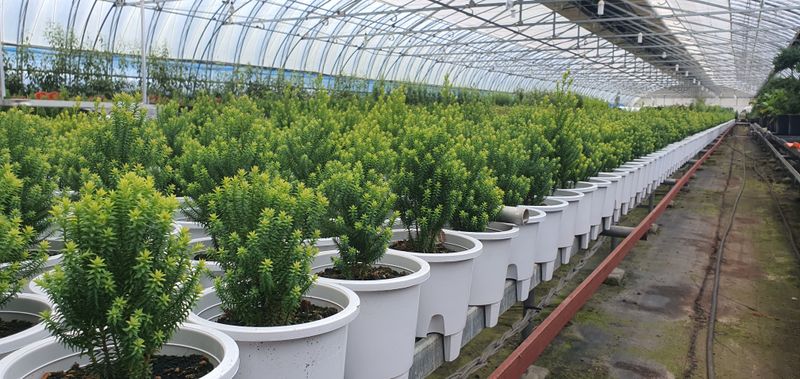 나무 천재님의 장터 판매 상품 [조경수,칩엽수, 과실주, 수국 모든 것을 다 구매 할수 있습니다.] 첨부 사진