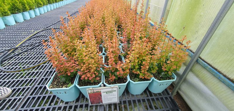 나무 천재님의 장터 판매 상품 [조경수,칩엽수, 과실주, 수국 모든 것을 다 구매 할수 있습니다.] 첨부 사진