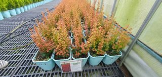 나무 천재님의 작성글 사진