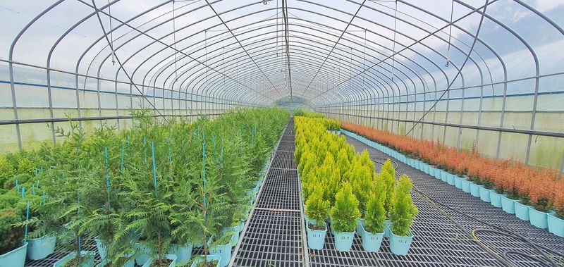 나무 천재님의 장터 판매 상품 [조경수,칩엽수, 과실주, 수국 모든 것을 다 구매 할수 있습니다.] 첨부 사진