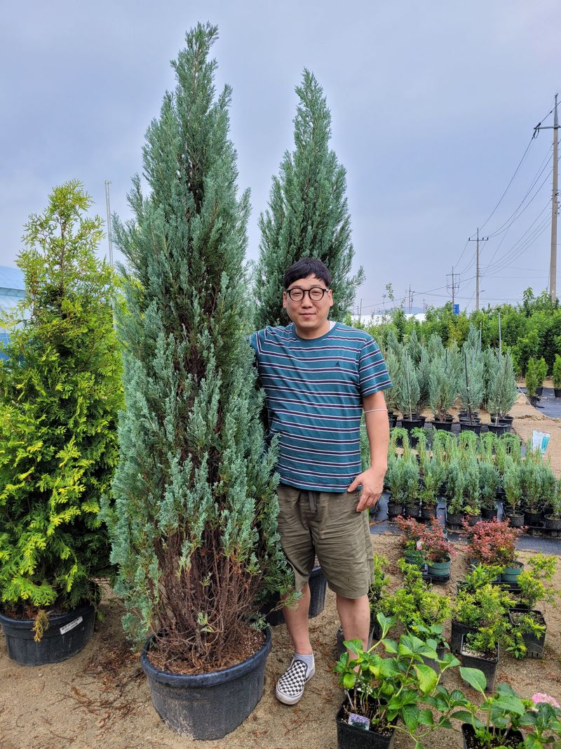 장터 상품 [조경수,칩엽수, 과실주, 수국 모든 것을 다 구매 할수 있습니다.] 썸네일