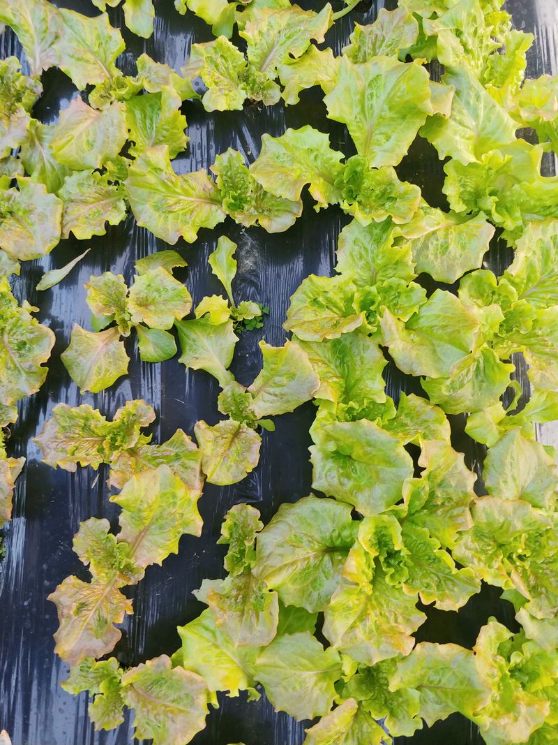 문성주님의 장터 판매 상품 [모듬쌈채소 1kg] 첨부 사진