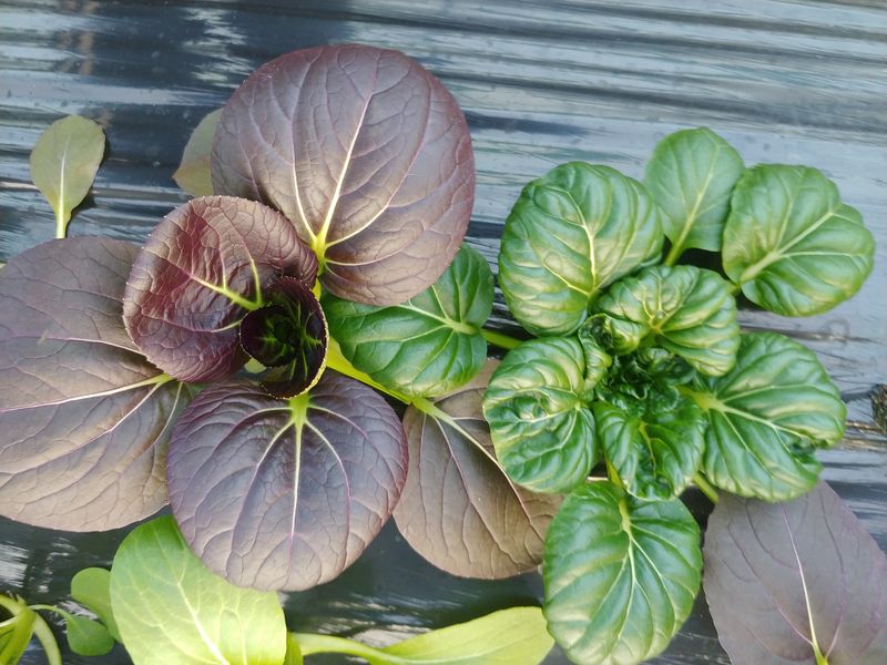 문성주님의 장터 판매 상품 [모듬쌈채소 1kg] 첨부 사진