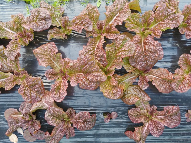 장터 상품 [모듬쌈채소 1kg] 썸네일