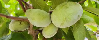 포포나무학교한치원님의 기타작물 · 자유게시판 작성글 사진