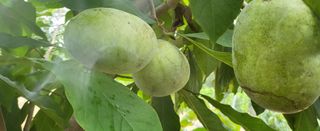 포포나무학교한치원님의 기타작물 · 자유게시판 작성글 사진