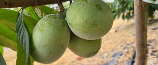 포포나무학교한치원님의 기타작물 · 자유게시판 작성글 사진