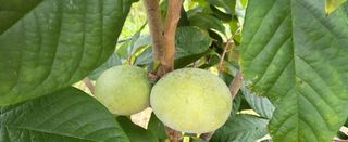 포포나무학교한치원님의 기타작물 · 자유게시판 작성글 사진