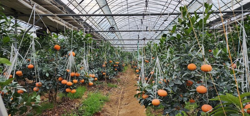 황선하님의 장터 판매 상품 [레드향 3kg : 3만원(택배비2000원) 5kg : 5만원(택배비없음)] 첨부 사진