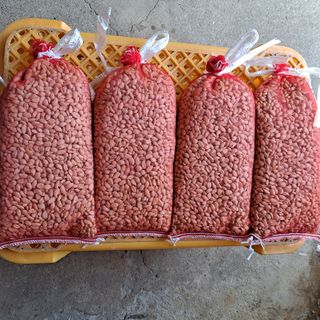 한라봉님의 귤 · 묘목•접목 작성글 사진