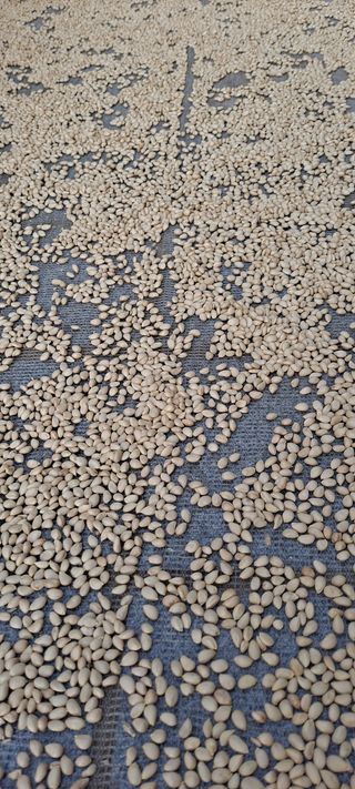 한라봉님의 귤 · 묘목•접목 작성글 사진