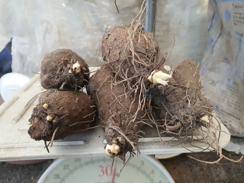 장터 상품 [ 열대둥근 마 품절] 썸네일