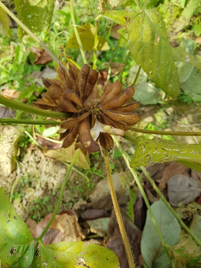 신선고을농원님의 장터 판매 상품 [부채콩.100g.1만원. ] 첨부 사진