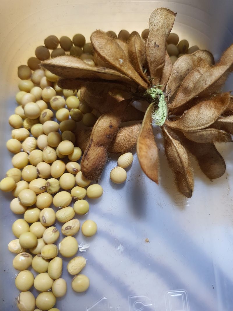 신선고을농원님의 장터 판매 상품 [부채콩.100g.1만원. ] 첨부 사진