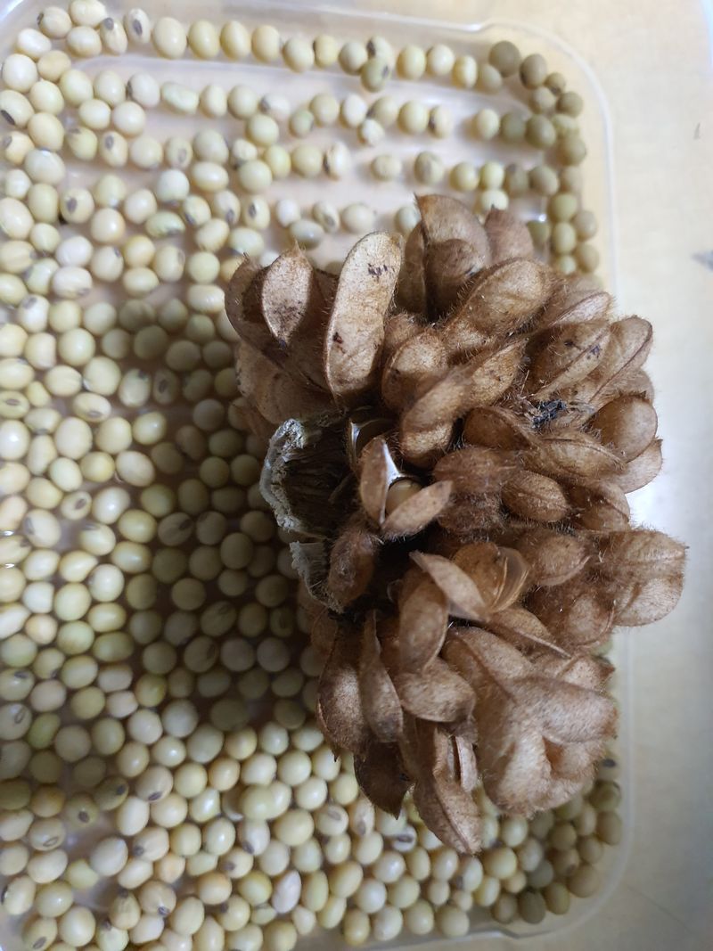 장터 상품 [부채콩.100g.1만원. ] 썸네일