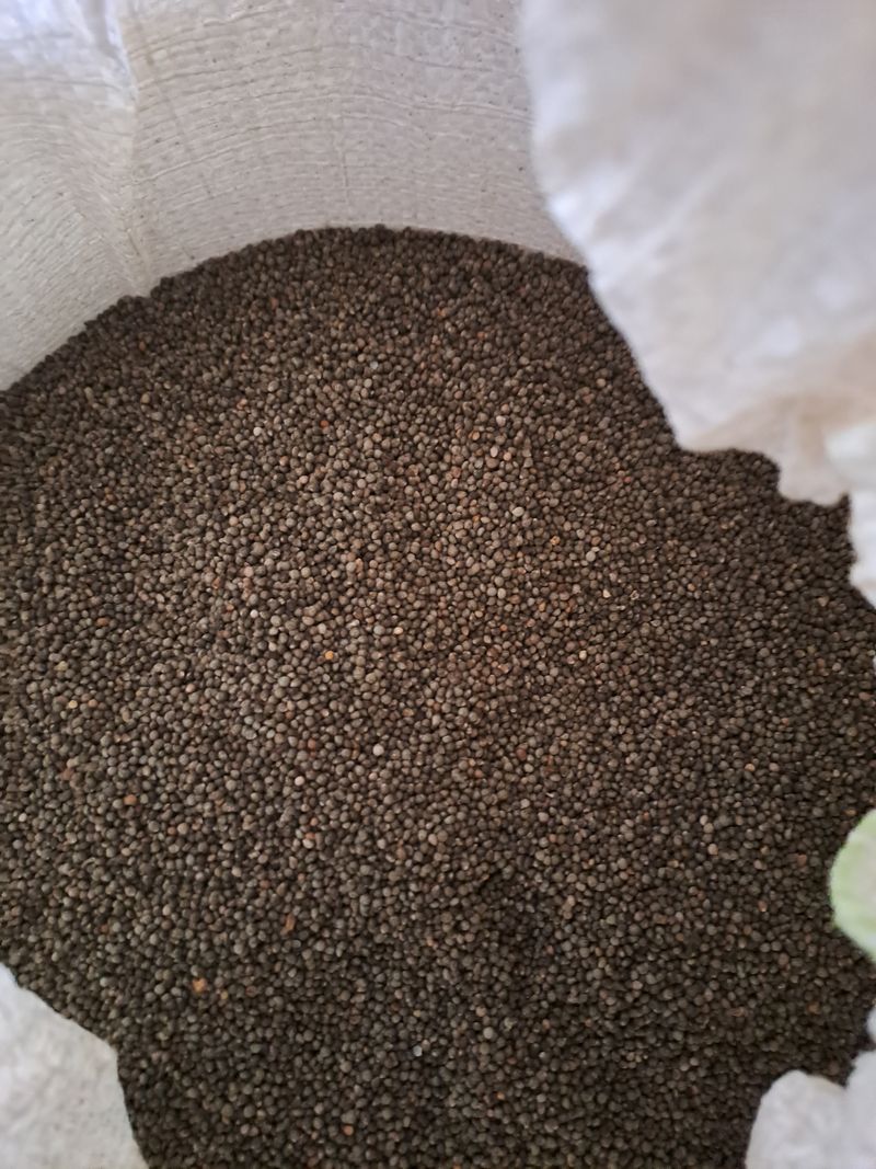 장터 상품 [강원도들깨] 썸네일