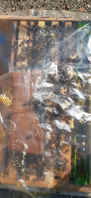 오소리와꿀벌들님의 작성글 사진