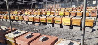 오소리와꿀벌들님의 작성글 사진