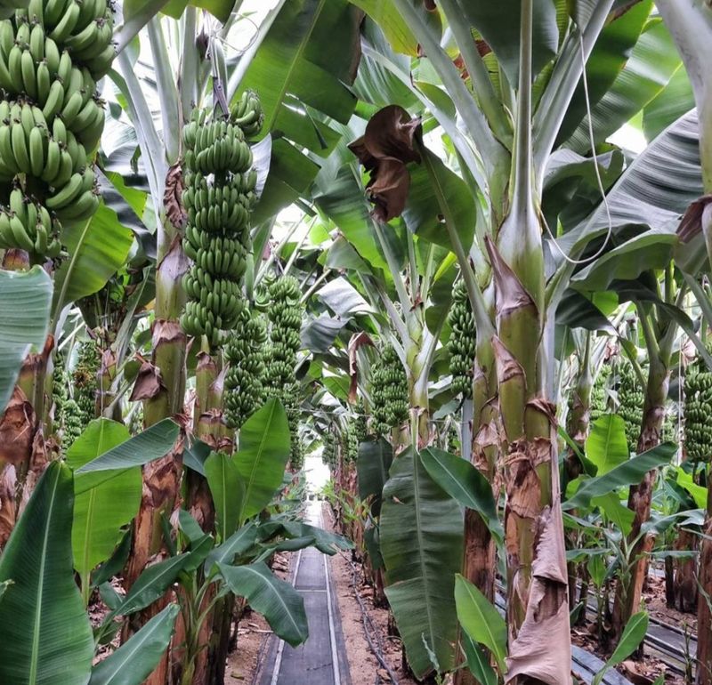 장터 상품 [국내산 바나나(보성) 1kg] 썸네일