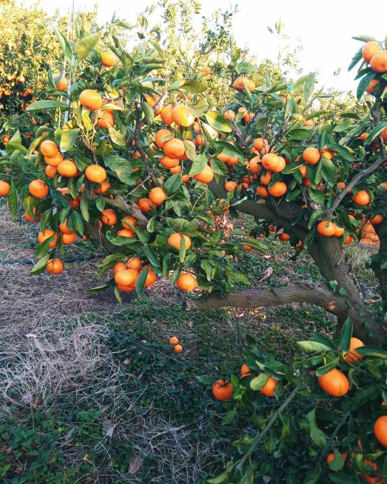 대정골귤꽃농원님의 장터 판매 상품 [신년맞이 노지귤 10키로 할인판매] 첨부 사진