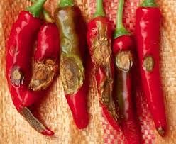 장터 상품 [고푸] 썸네일