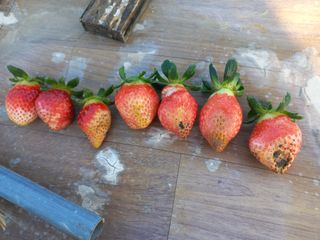 시금치18503님의 딸기 · 병해충상담 작성글 사진