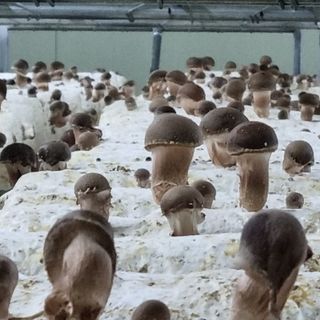 유경식님의 버섯 · 생장기 농작업 작성글 사진