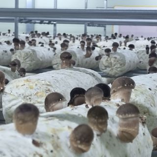 유경식님의 버섯 · 생장기 농작업 작성글 사진