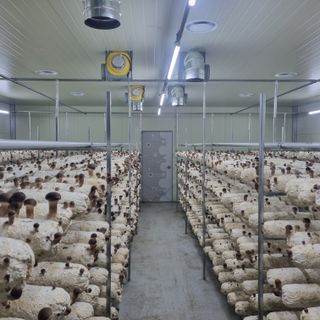 유경식님의 버섯 · 생장기 농작업 작성글 사진