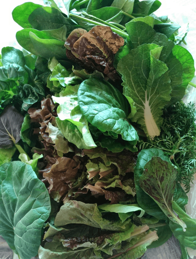 문성주님의 장터 판매 상품 [모듬쌈채소 1kg] 첨부 사진