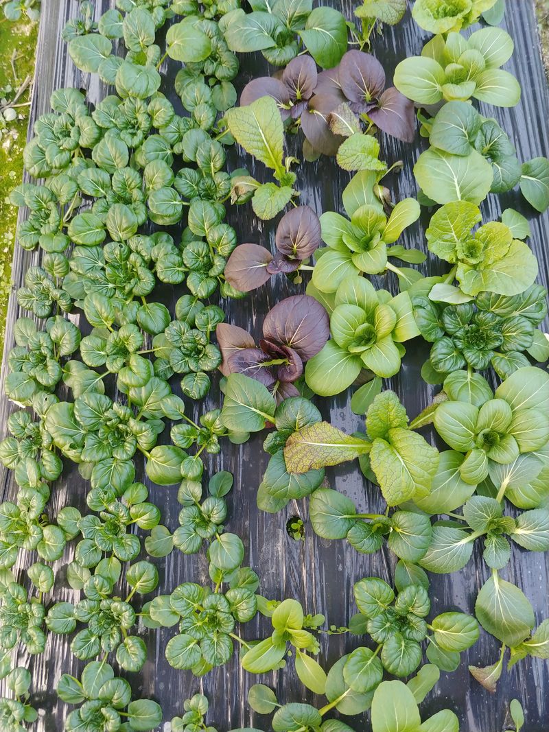 문성주님의 장터 판매 상품 [모듬쌈채소 1kg] 첨부 사진