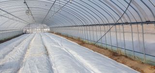 김명수(풍명농장)님의 감자 · 자유게시판 작성글 사진