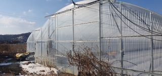 김명수(풍명농장)님의 감자 · 자유게시판 작성글 사진