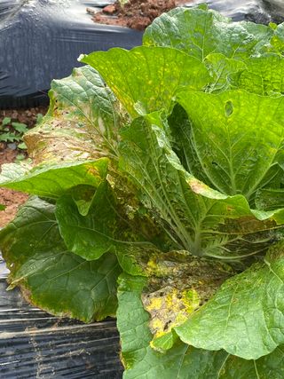 최항구님의 배추 · 병해충상담 작성글 사진