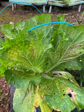 최항구님의 배추 · 병해충상담 작성글 사진