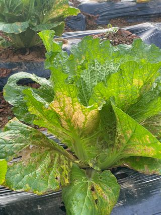 최항구님의 배추 · 병해충상담 작성글 사진