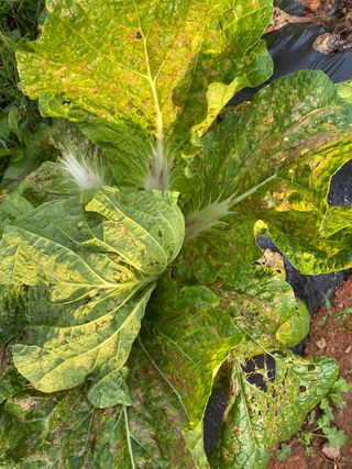 최항구님의 배추 · 병해충상담 작성글 사진