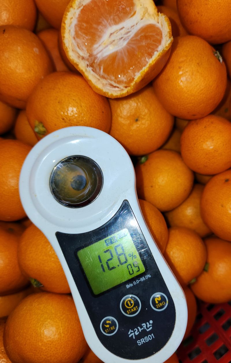 장터 상품 [🍊당도 높은 맛있는 서귀포  조생 감귤🍊  10kg ] 썸네일