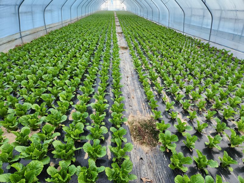 김지윤님의 장터 판매 상품 [로메인. 적겨자. 적근대. 케일. 쌈4종. 2키로 이상 주문. 택배무료] 첨부 사진