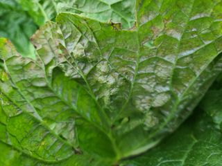 강태공텃밭농사님의 배추 · 병해충상담 작성글 사진