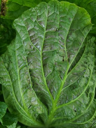 강태공텃밭농사님의 배추 · 병해충상담 작성글 사진