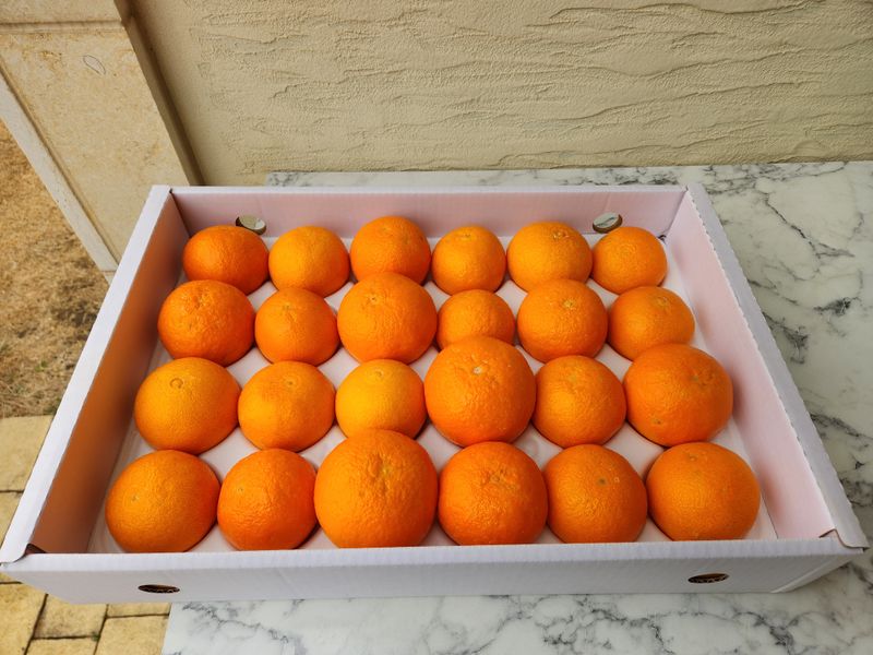 이경율님의 장터 판매 상품 [황금향] 첨부 사진