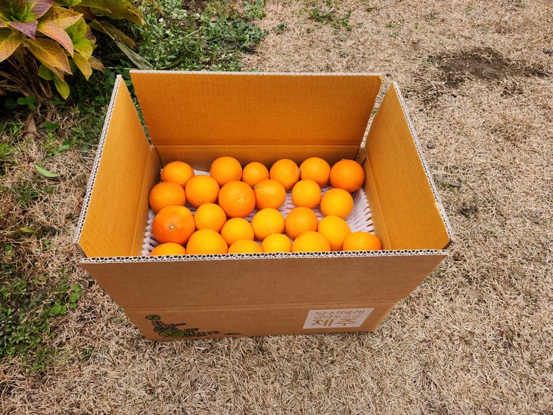 장터 상품 [황금향] 썸네일