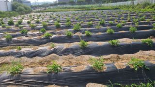 단삼님의 기타작물 · 자유게시판 작성글 사진