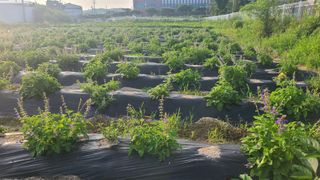 단삼님의 기타작물 · 자유게시판 작성글 사진