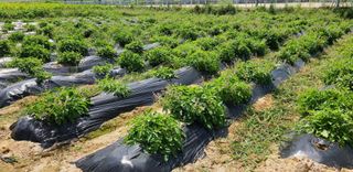 단삼님의 기타작물 · 자유게시판 작성글 사진