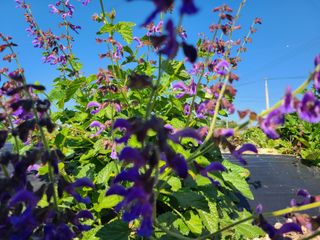 단삼님의 기타작물 · 자유게시판 작성글 사진