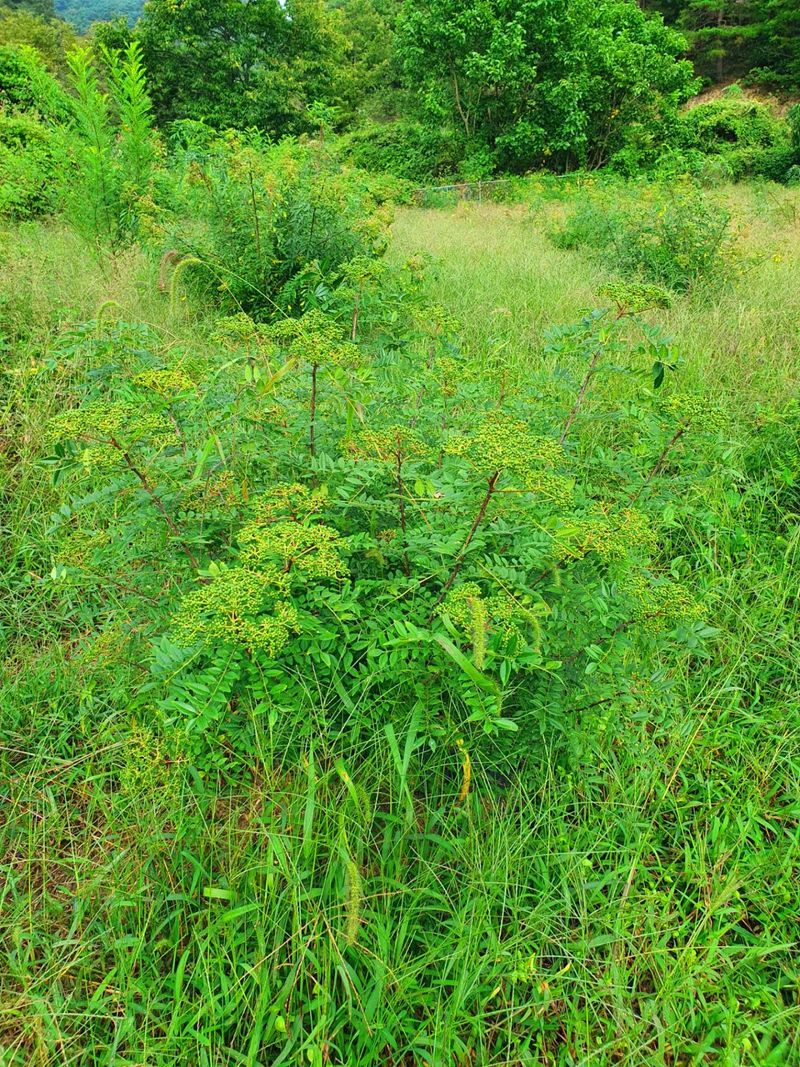 장터 상품 [신토불이  산초  기름  피] 썸네일