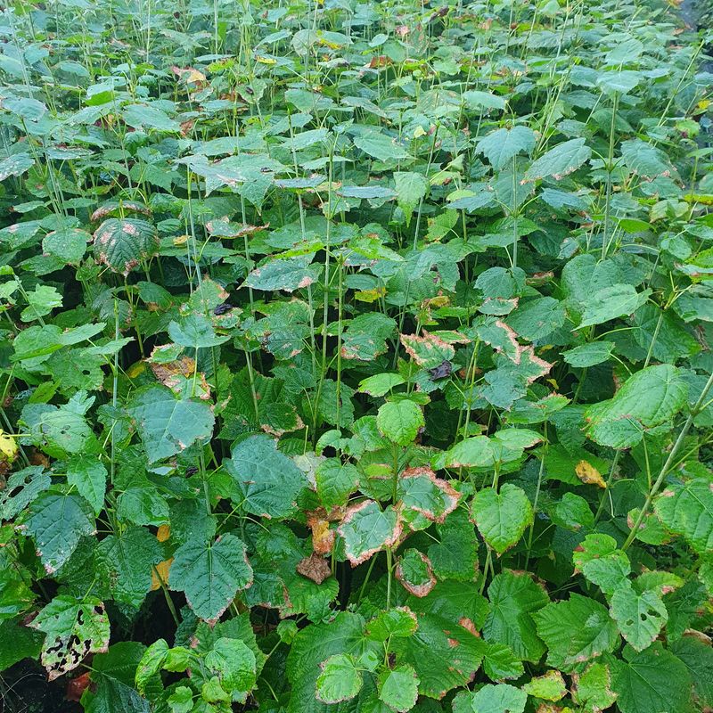 이기자농장님의 장터 판매 상품 [벌나무 (산청목,산겨릅나무)] 첨부 사진